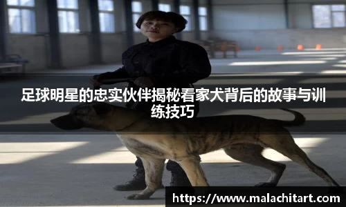 足球明星的忠实伙伴揭秘看家犬背后的故事与训练技巧